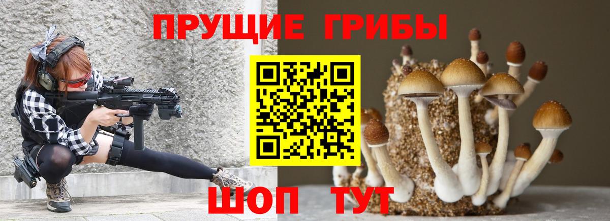 Пугачёв  Псилоцибиновые грибы Psilocybine cubensis  Вход с VPN 